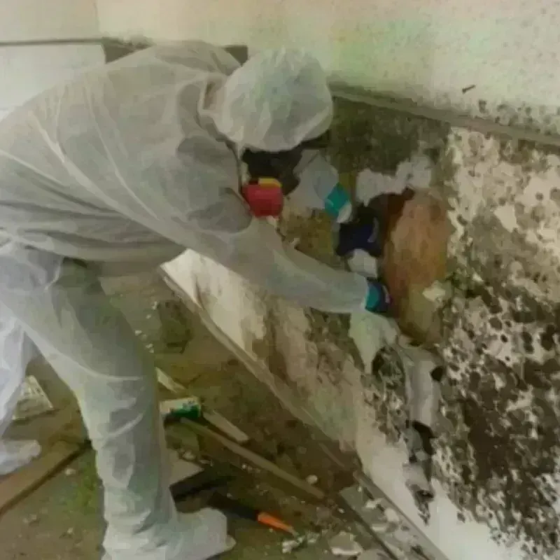 Mold Remediation and Removal in Andover, KS